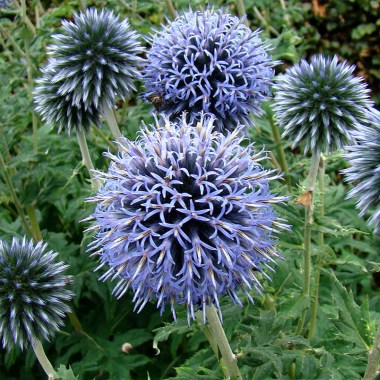 echinops ritro - veitches blue by liz (1)